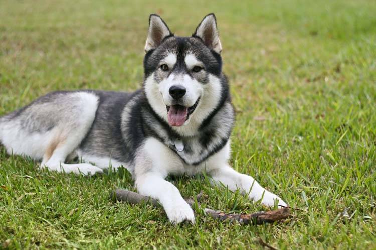 siberian husky